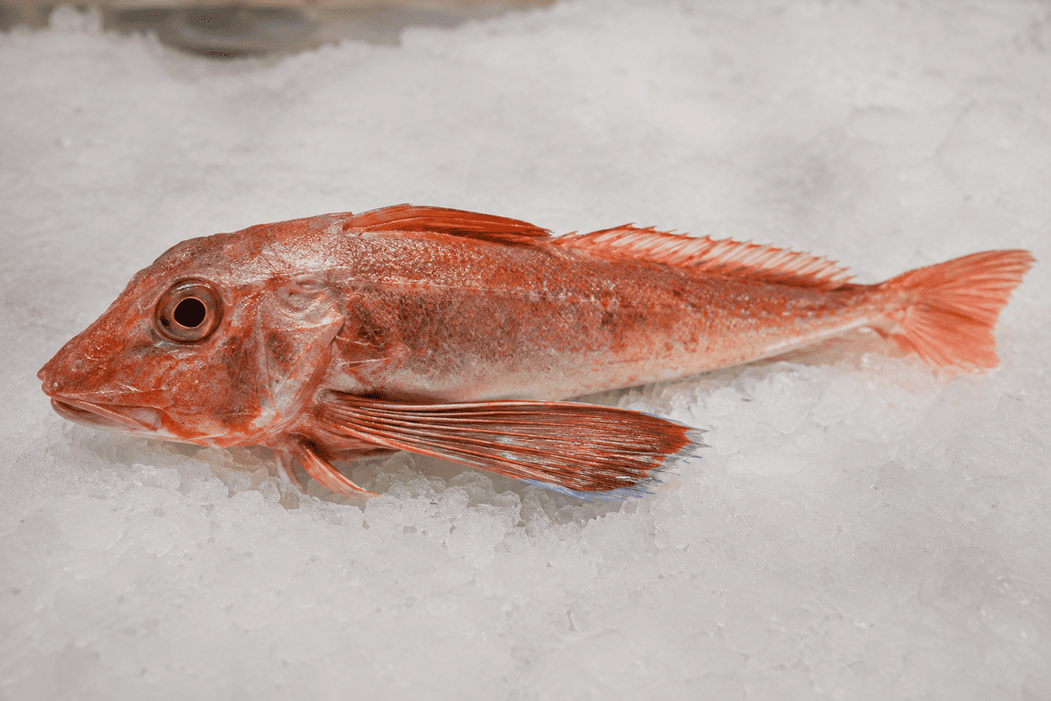 Gallineta pescado Helicolenus dactylopterus de color rojizo