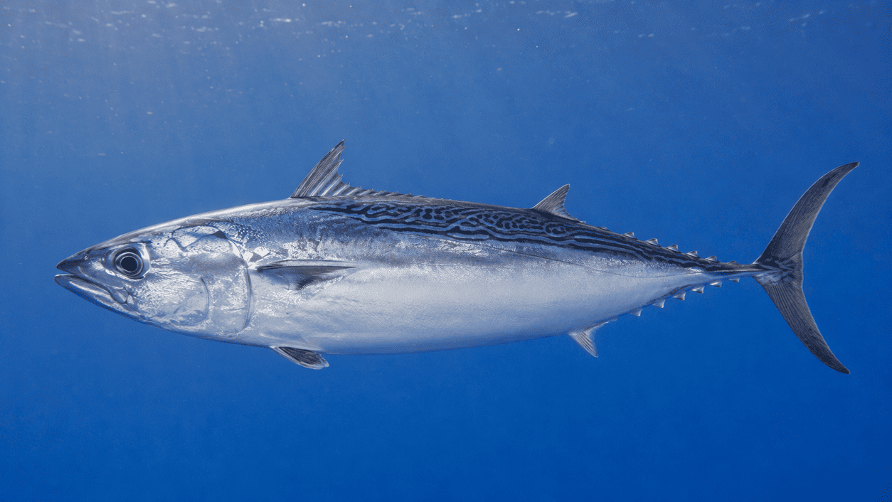 Banco de melvas nadando en aguas abiertas del Mediterráneo