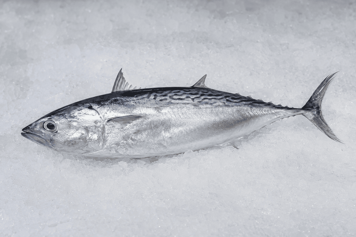 Melva pescado azul de cuerpo alargado y dorso gris azulado