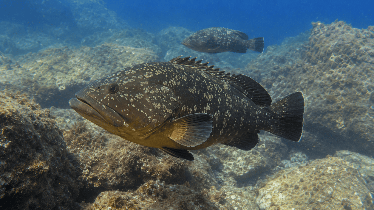 Pescado mero común Epinephelus marginatus sobre fondo rocoso