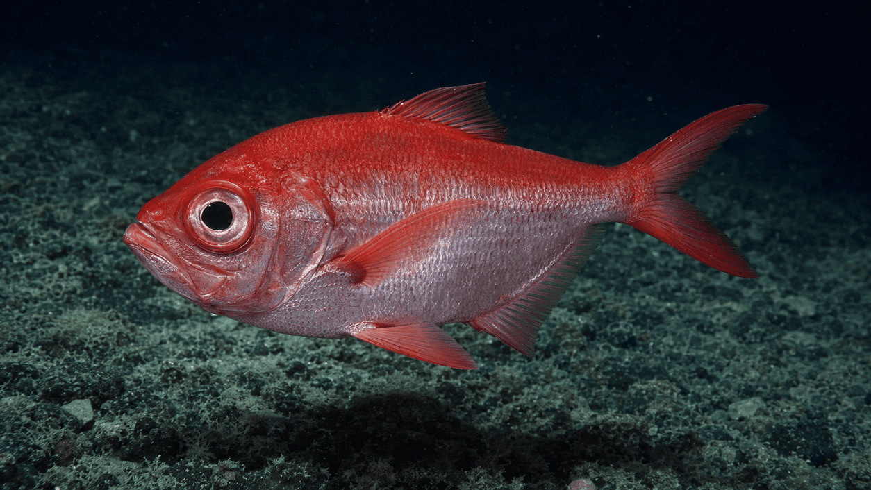 Aspecto y características del pez virrey o palometa roja