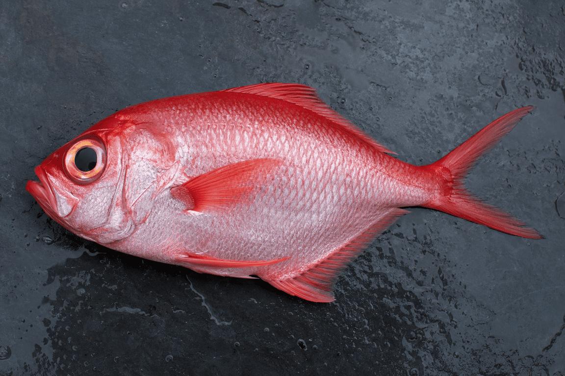 Virrey pescado Beryx decadactylus de color rojo intenso